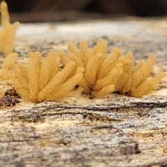 Arcyria sp. (genus) (A slime mould) at Stromlo, ACT - 13 Jan 2022 by tpreston