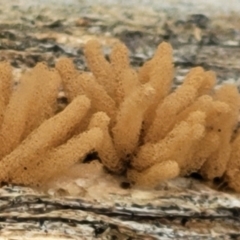 Arcyria sp. (genus) at Stromlo, ACT - 14 Jan 2022