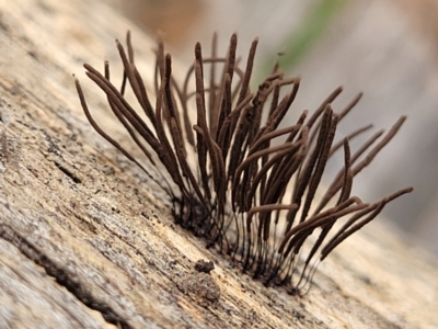 Stemonitales (Order) at Stromlo, ACT - 14 Jan 2022 by trevorpreston