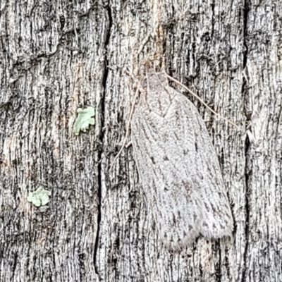 Pedois (genus) at Stromlo, ACT - 13 Jan 2022 by trevorpreston