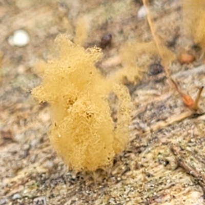 Arcyria sp. (genus) (A slime mould) at Stromlo, ACT - 14 Jan 2022 by trevorpreston