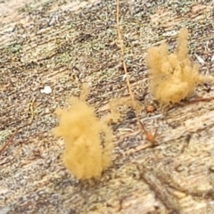 Arcyria sp. (genus) at Stromlo, ACT - 14 Jan 2022 09:47 AM