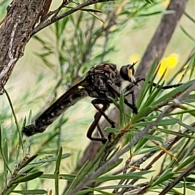 Chrysopogon muelleri (Robber fly) at Stromlo, ACT - 14 Jan 2022 by trevorpreston