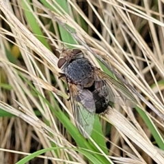 Cuphocera sp. (genus) at Stromlo, ACT - 13 Jan 2022 by trevorpreston