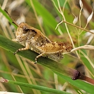 Phaulacridium vittatum at Stromlo, ACT - 14 Jan 2022