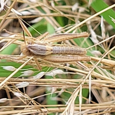 Macrotona australis (Common Macrotona Grasshopper) at Stromlo, ACT - 14 Jan 2022 by trevorpreston