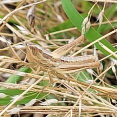 Macrotona australis at Stromlo, ACT - 14 Jan 2022