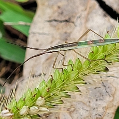 Mutusca brevicornis (A broad-headed bug) at Stromlo, ACT - 14 Jan 2022 by trevorpreston