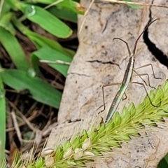 Mutusca brevicornis at Stromlo, ACT - 14 Jan 2022