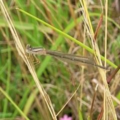 Xanthagrion erythroneurum (Red & Blue Damsel) at Stromlo, ACT - 13 Jan 2022 by tpreston