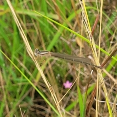 Xanthagrion erythroneurum at Stromlo, ACT - 14 Jan 2022