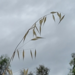 Avena sp. at Stromlo, ACT - 14 Jan 2022 09:36 AM