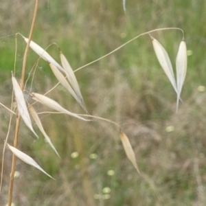 Avena sp. at Stromlo, ACT - 14 Jan 2022 09:36 AM