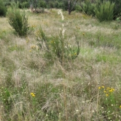 Avena sp. at Stromlo, ACT - 14 Jan 2022 09:36 AM