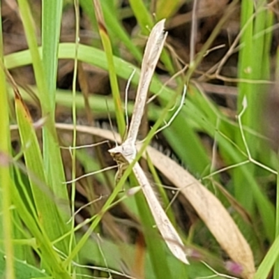 Platyptilia celidotus (Plume Moth) at Stromlo, ACT - 14 Jan 2022 by trevorpreston