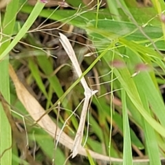 Platyptilia celidotus at Stromlo, ACT - 14 Jan 2022