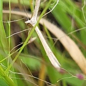 Platyptilia celidotus at Stromlo, ACT - 14 Jan 2022