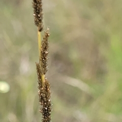 Sporobolus creber (Slender Rat's Tail Grass) at Molonglo Valley, ACT - 13 Jan 2022 by tpreston