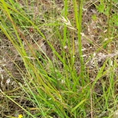 Sporobolus creber at Molonglo Valley, ACT - 14 Jan 2022