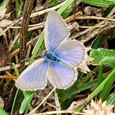 Zizina otis (Common Grass-Blue) at Stromlo, ACT - 14 Jan 2022 by trevorpreston