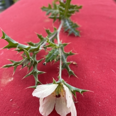 Argemone ochroleuca subsp. ochroleuca (Mexican Poppy, Prickly Poppy) at Hackett, ACT - 14 Jan 2022 by cmobbs