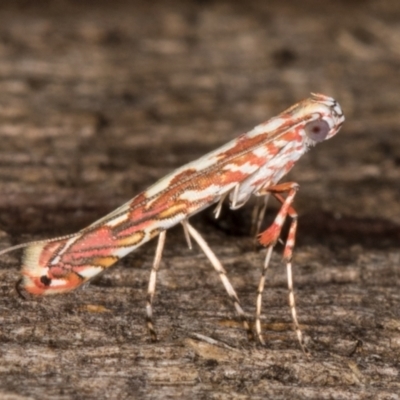 Gracillariidae (family) (A leafminer moth) at Melba, ACT - 13 Jan 2022 by kasiaaus