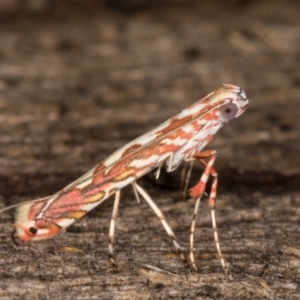 Gracillariidae (family) at Melba, ACT - 14 Jan 2022 12:11 AM