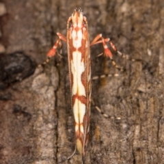 Gracillariidae (family) at Melba, ACT - 14 Jan 2022 12:11 AM