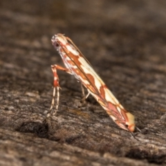 Gracillariidae (family) at Melba, ACT - 14 Jan 2022 12:11 AM