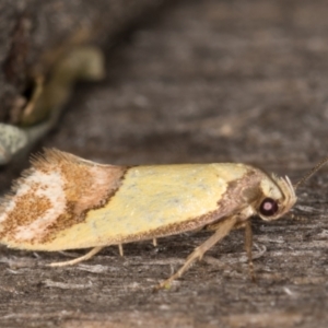 Chrysonoma catoptrina at Melba, ACT - 14 Jan 2022