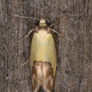 Chrysonoma catoptrina at Melba, ACT - 14 Jan 2022