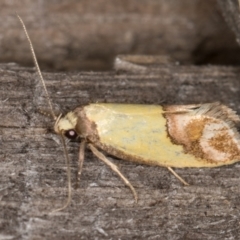 Chrysonoma catoptrina at Melba, ACT - 14 Jan 2022