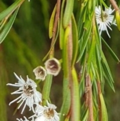 Kunzea ericoides (Burgan) at Dunlop, ACT - 4 Jan 2022 by johnpugh