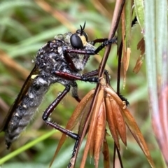 Chrysopogon muelleri (Robber fly) at Berrima, NSW - 12 Jan 2022 by GlossyGal