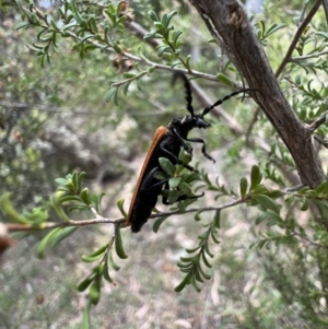 Eroschema poweri at Murrumbateman, NSW - 14 Jan 2022