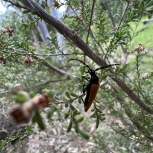 Eroschema poweri at Murrumbateman, NSW - 14 Jan 2022