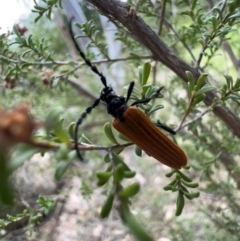 Eroschema poweri at Murrumbateman, NSW - 14 Jan 2022