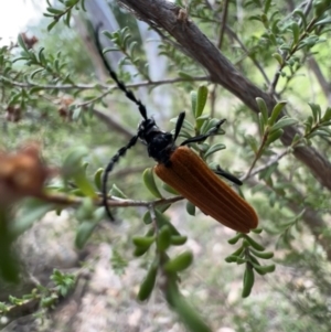 Eroschema poweri at Murrumbateman, NSW - 14 Jan 2022