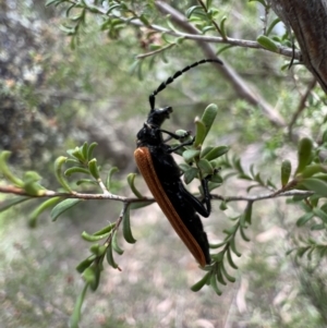 Eroschema poweri at Murrumbateman, NSW - 14 Jan 2022