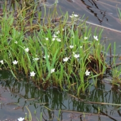 Montia australasica (White Purslane) at Parkesbourne, NSW - 13 Jan 2022 by glbn1