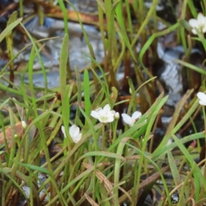 Montia australasica at Parkesbourne, NSW - 13 Jan 2022