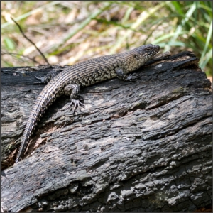 Egernia cunninghami at Paddys River, ACT - 14 Jan 2022