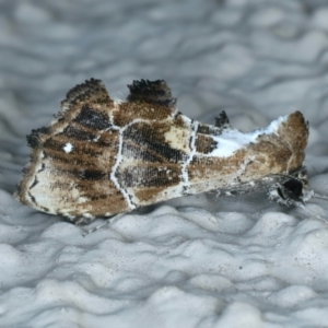 Arrade leucocosmalis at Ainslie, ACT - 11 Jan 2022 11:29 PM