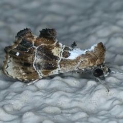 Arrade leucocosmalis at Ainslie, ACT - 11 Jan 2022