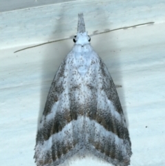 Nola paromoea (Divided Tuft-moth) at Ainslie, ACT - 11 Jan 2022 by jb2602