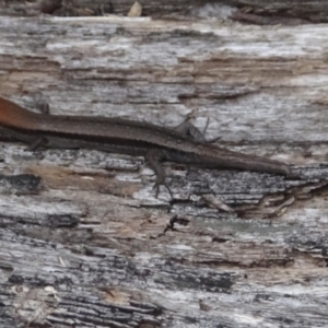 Lampropholis guichenoti at Cotter River, ACT - 14 Jan 2022