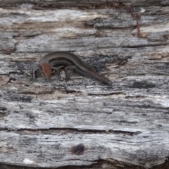 Lampropholis guichenoti at Cotter River, ACT - 14 Jan 2022 03:01 PM