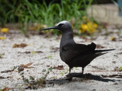 Anous minutus (Black Noddy) by natureguy