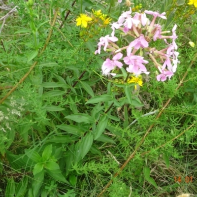 Saponaria officinalis (Soapwort, Bouncing Bet) at Greenway, ACT - 14 Jan 2022 by GirtsO