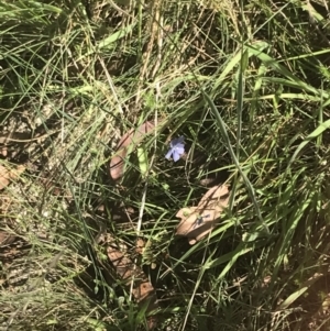 Linum marginale at Rendezvous Creek, ACT - 10 Jan 2022